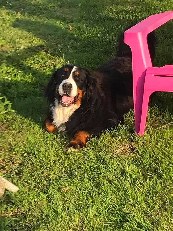 Gordon a rejoint le concours — aidez-le/la à gagner de superbes lots ! ball, bernese_mountain_dog, canidae, carnivore, chair, companion_dog, dog, dog_breed, grass, herding_dog, hunting_dog, plant, plastic, snout, sporting_group, tail, terrestrial_animal, tree, working_animal, working_dog