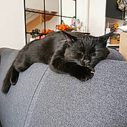 Loki participe au concours pour gagner de l'argent avec cette photo : black_cat, cat, sleeping, couch, gray_couch, indoor, home_interior, mirror, reflection, fruit, relaxing, pet, feline, fur, cozy, domestic, animal, resting, living_room, household