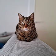 Zouzou participe au concours pour gagner de l'argent avec cette photo : cat, tabby, animal, pet, feline, indoor, couch, textured, relaxed, lying_down, whiskers, ears, green_eyes, fur, closeup, portrait, domestic, cute, focused, soft_background