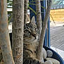 Zouzou a rejoint le concours — aidez-le/la à gagner de superbes lots ! cat, kitten, tabby, plant, tree_trunk, indoor, pot, stones, paw, curious, animal, pet, fur, whiskers, window, nature, wood, outdoor, closeup, young_cat