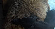Asmar participe au concours pour gagner de l'argent avec cette photo : animal, black_fur, brown_fur, cat, chair, close_up, cozy, curled_up, fluffy_cat, furniture, home, indoor, long_hair, pet, plush_toy, resting, sleeping, sunlight, table, wooden_floor