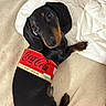 Asmar participe au concours pour gagner de l'argent avec cette photo : animal, bed, bedding, black, black_and_tan, blanket, brown, coca_cola_label, dachshund, dog, floppy_ears, funny, home, indoors, long_body, lying_down, pet, photography, portrait, wide_eyes