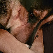 Maverick Kai joined the competition — help win amazing prizes! animal, black, brown, calm, canine, close_up, cozy, cute, dog, ear, face, fur, indoor, paw, pet, portrait, relaxation, resting, sleepy, snout