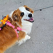 Nova Rae joined the competition — help win amazing prizes! dog, canine, pet, brown, white, fur, harness, orange_bow, sidewalk, concrete, rocks, tree, outdoor, smiling, happy, looking_back, walking, leash, daylight, closeup