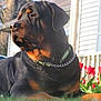 rottweiler, dog, outdoor, garden, flowers, tulips, sunlight, pet, canine, collar, chain, grass, house, porch, daytime, nature, animal, relaxed, summer, portrait