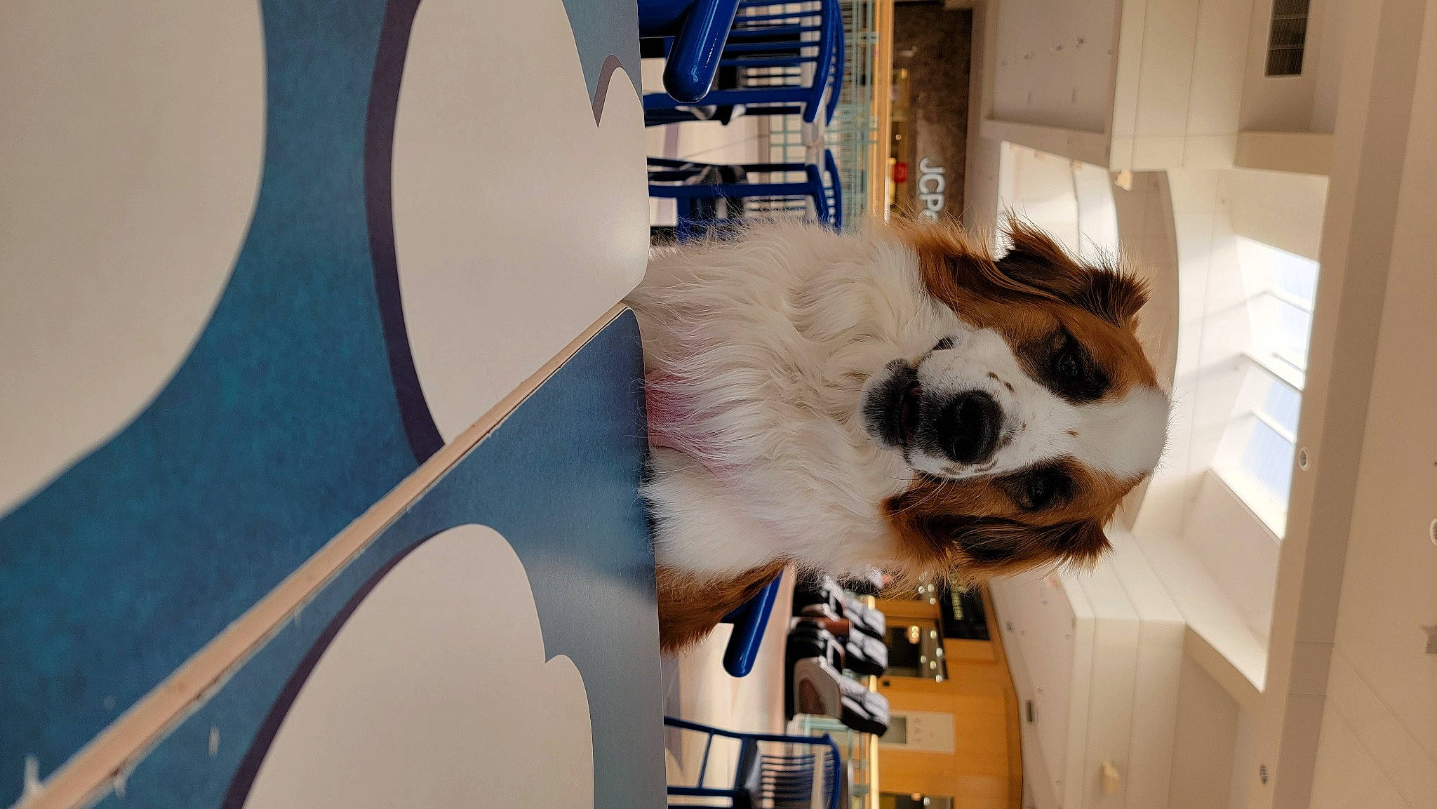 Nova Rae joined the competition — help win amazing prizes! art, automotive_design, canidae, carnivore, chair, companion_dog, dog, dog_breed, eyewear, fawn, flooring, fur, linens, room, sporting_group, table, toy_dog, visual_arts, whiskers, wood