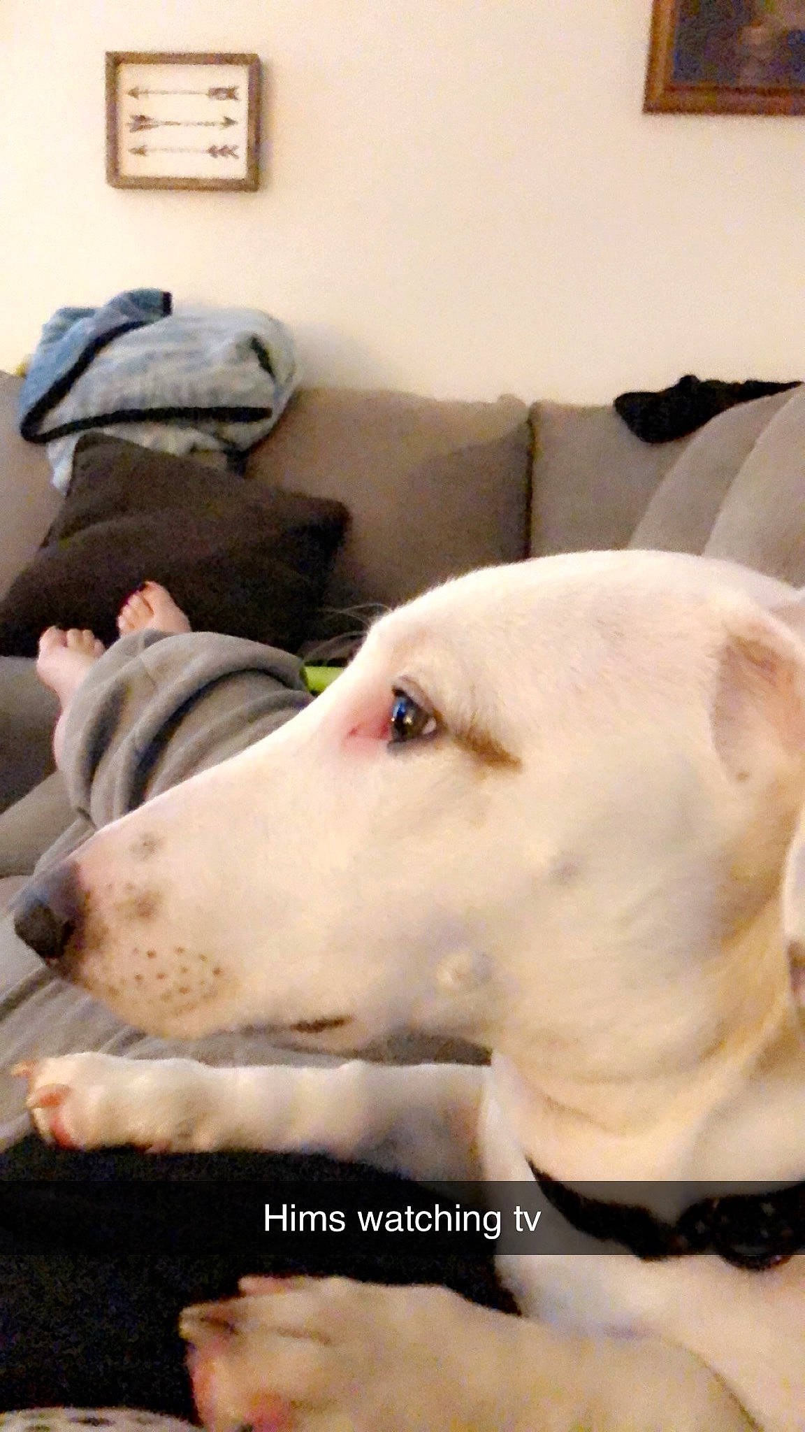 Hyde is registered to the contest to win money with this photo: canidae, carnivore, dog, dog_breed, dogo_argentino, fawn, mammal, non_sporting_group, rare_breed_dog, snout, vertebrate