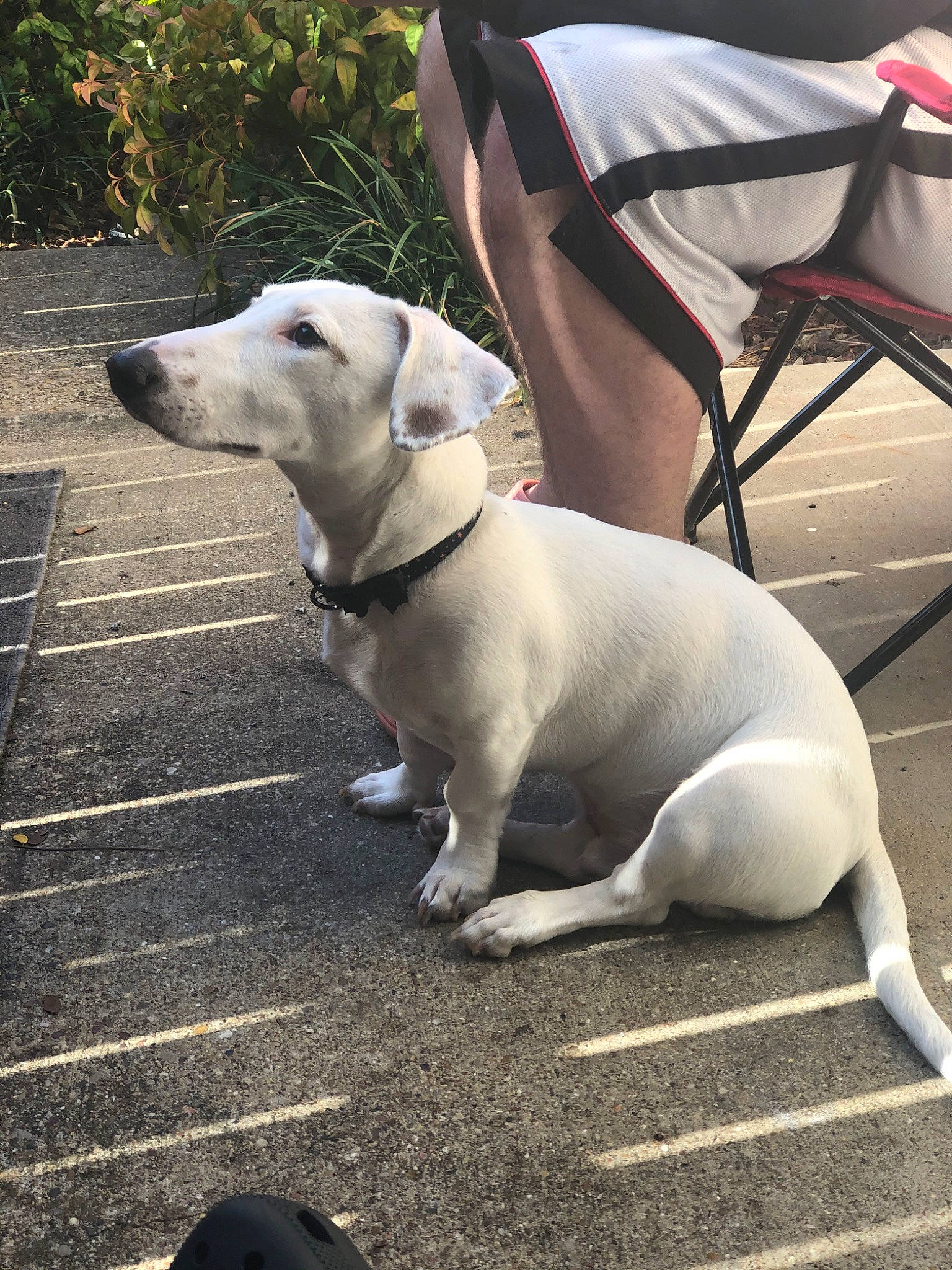 Hyde is registered to the contest to win money with this photo: canidae, carnivore, companion_dog, dog, dog_breed, mammal, rare_breed_dog, snout, sporting_group, tail, vertebrate