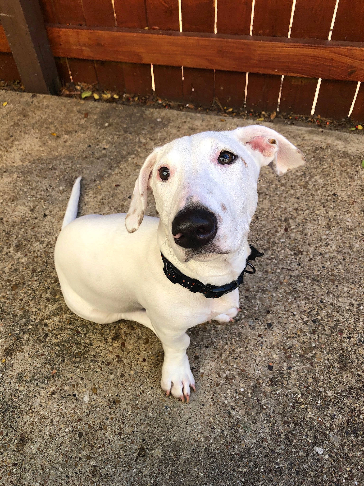 Hyde joined the competition — help win amazing prizes! canidae, carnivore, companion_dog, dog, dog_breed, ear, fawn, mammal, non_sporting_group, puppy, rare_breed_dog, snout, sporting_group, vertebrate