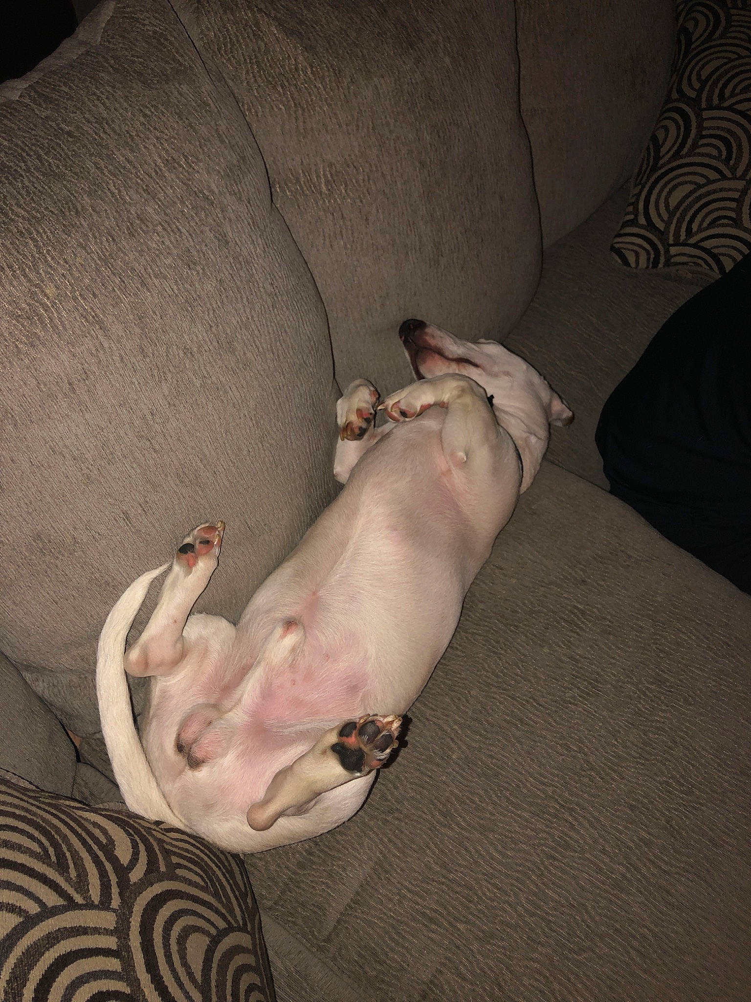 Hyde joined the competition — help win amazing prizes! american_hairless_terrier, canidae, carnivore, companion_dog, dog, dog_breed, fawn, non_sporting_group, paw