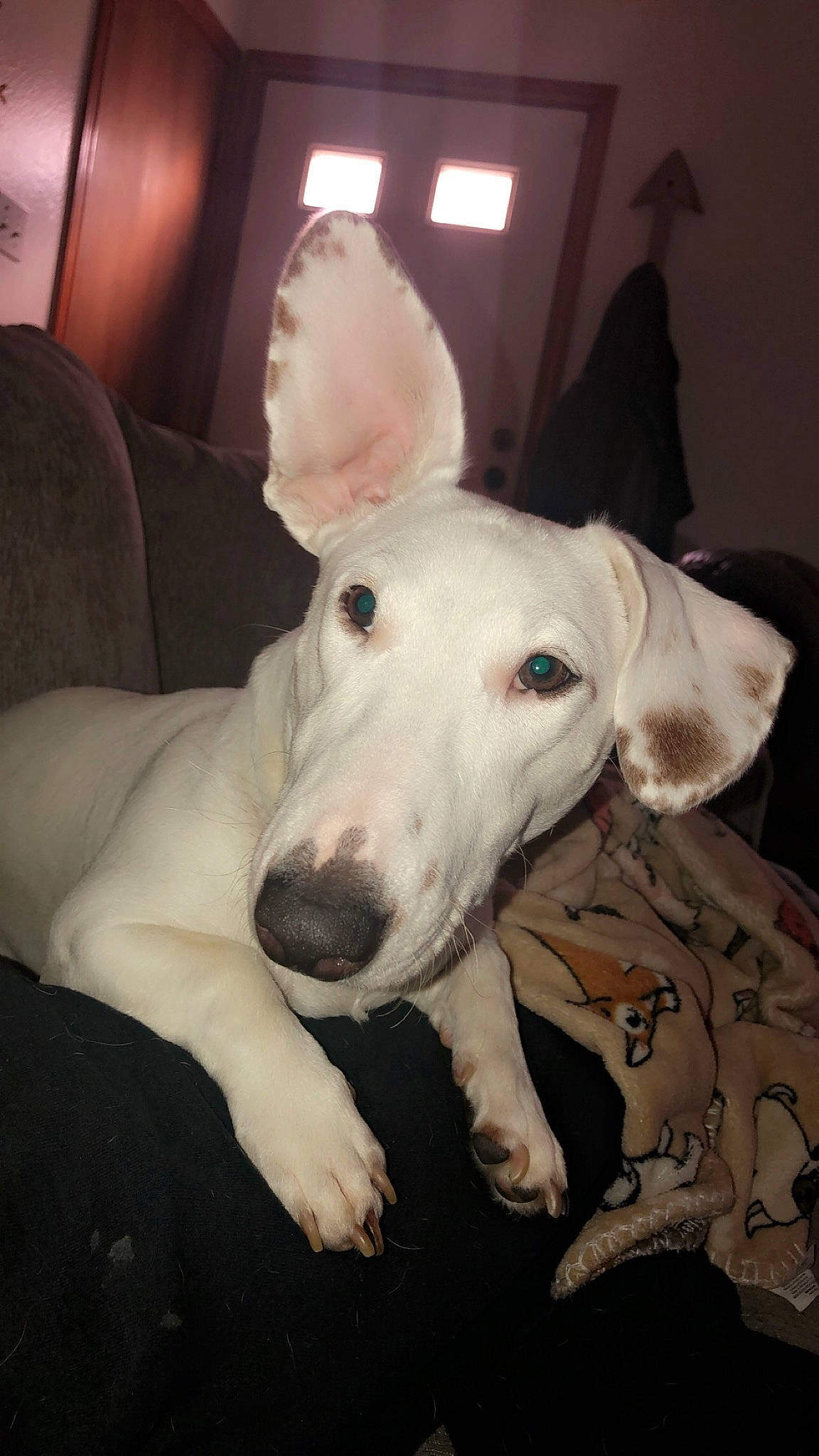 Hyde is registered to the contest to win money with this photo: bull_terrier_miniature, canidae, carnivore, dog, dog_breed, ear, fawn, guard_dog, gull_terr, mammal, non_sporting_group, rare_breed_dog, snout, vertebrate
