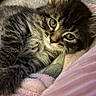 kitten, cat, tabby, fur, whiskers, eyes, closeup, pet, animal, cute, cozy, blanket, resting, indoor, feline, young, soft, sleepy, curious, domestic