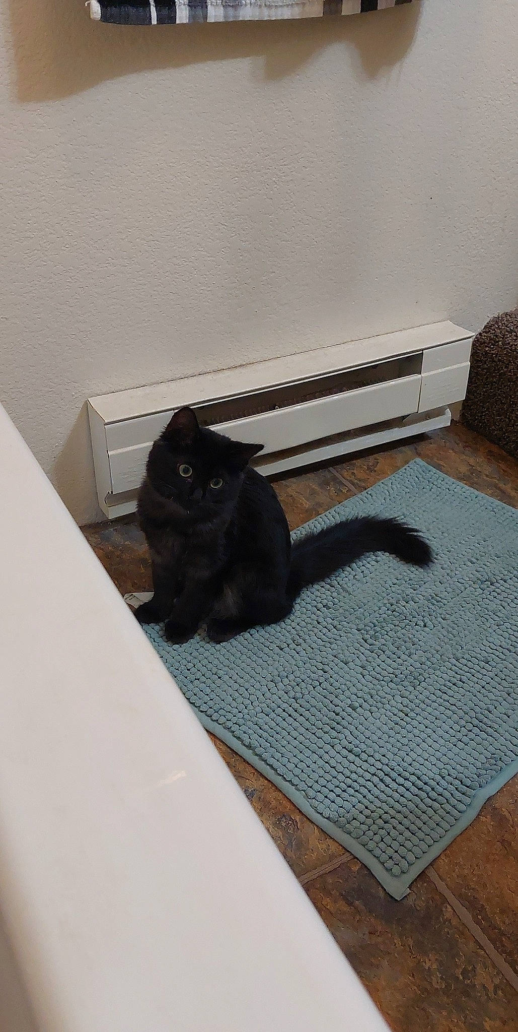 Jewel joined the competition — help win amazing prizes! bombay, carnivore, carpet, cat, comfort, domestic_short_haired_cat, felidae, floor, flooring, fur, grey, hardwood, linens, output_device, rectangle, room, small_to_medium_sized_cats, tail, whiskers, wood