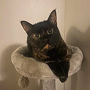 Hazelnut Catalina joined the competition — help win amazing prizes! cat, tortoiseshell, cat_tree, pet, indoor, feline, animal, cozy, curious, wide_eyes, resting, fur, whiskers, ears, paws, domestic_animal, cute, looking_up, soft, beige
