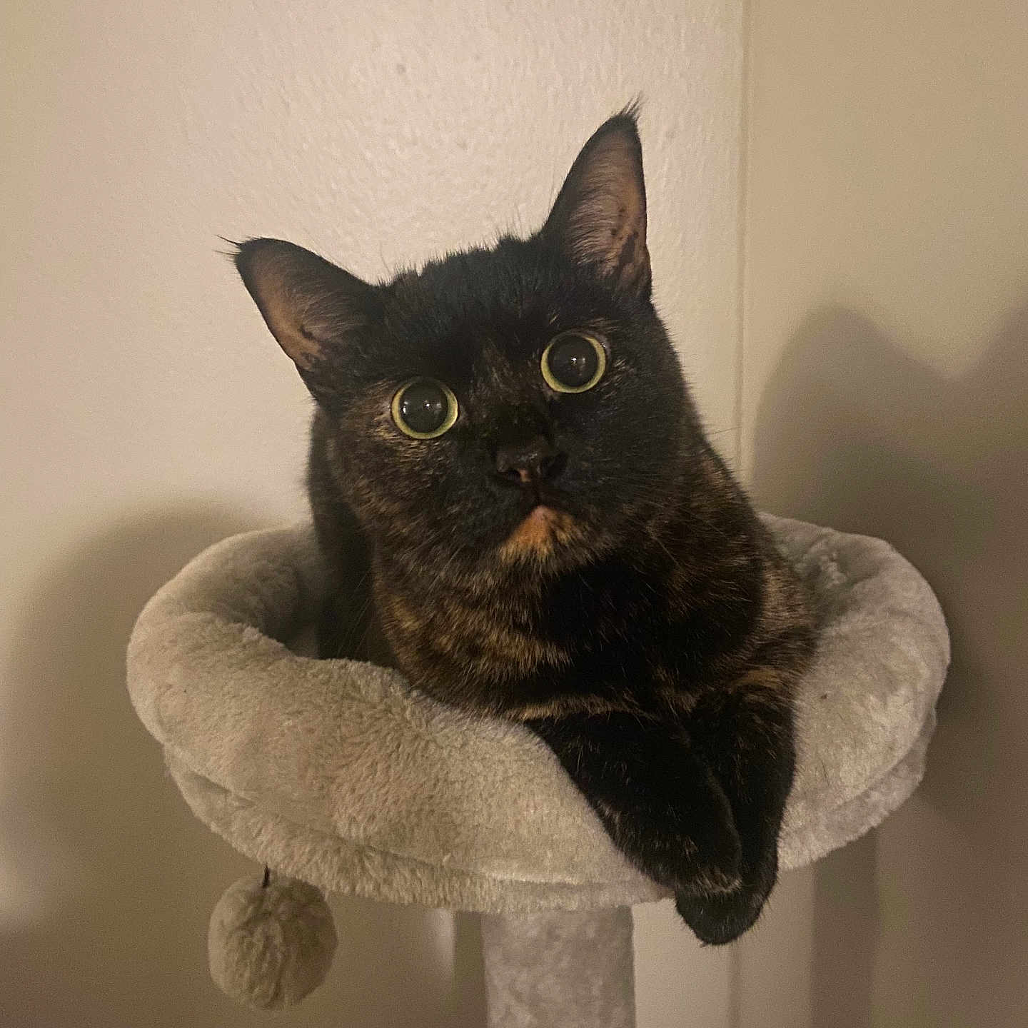 Hazelnut Catalina