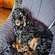 Orphée participe au concours pour gagner de l'argent avec cette photo : dog, curly_fur, black_and_tan, pet, indoor, chair, quilted_cover, wooden_furniture, floor, relaxed, lounging, cozy, fur, animal, canine, domestic, companion, cute, sleepy, home