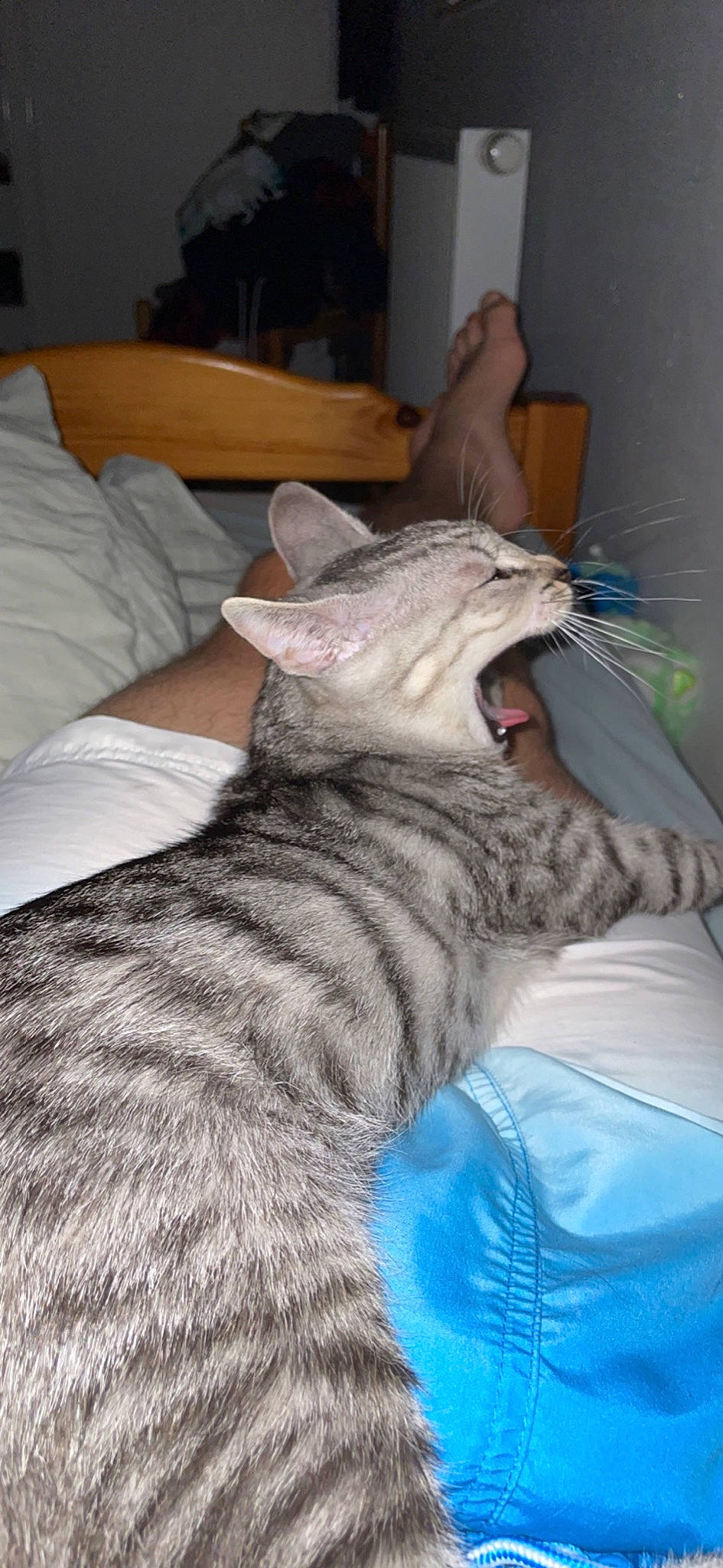 Tigrou a rejoint le concours — aidez-le/la à gagner de superbes lots ! carnivore, cat, comfort, domestic_short_haired_cat, fang, felidae, fur, small_to_medium_sized_cats, snout, terrestrial_animal, whiskers