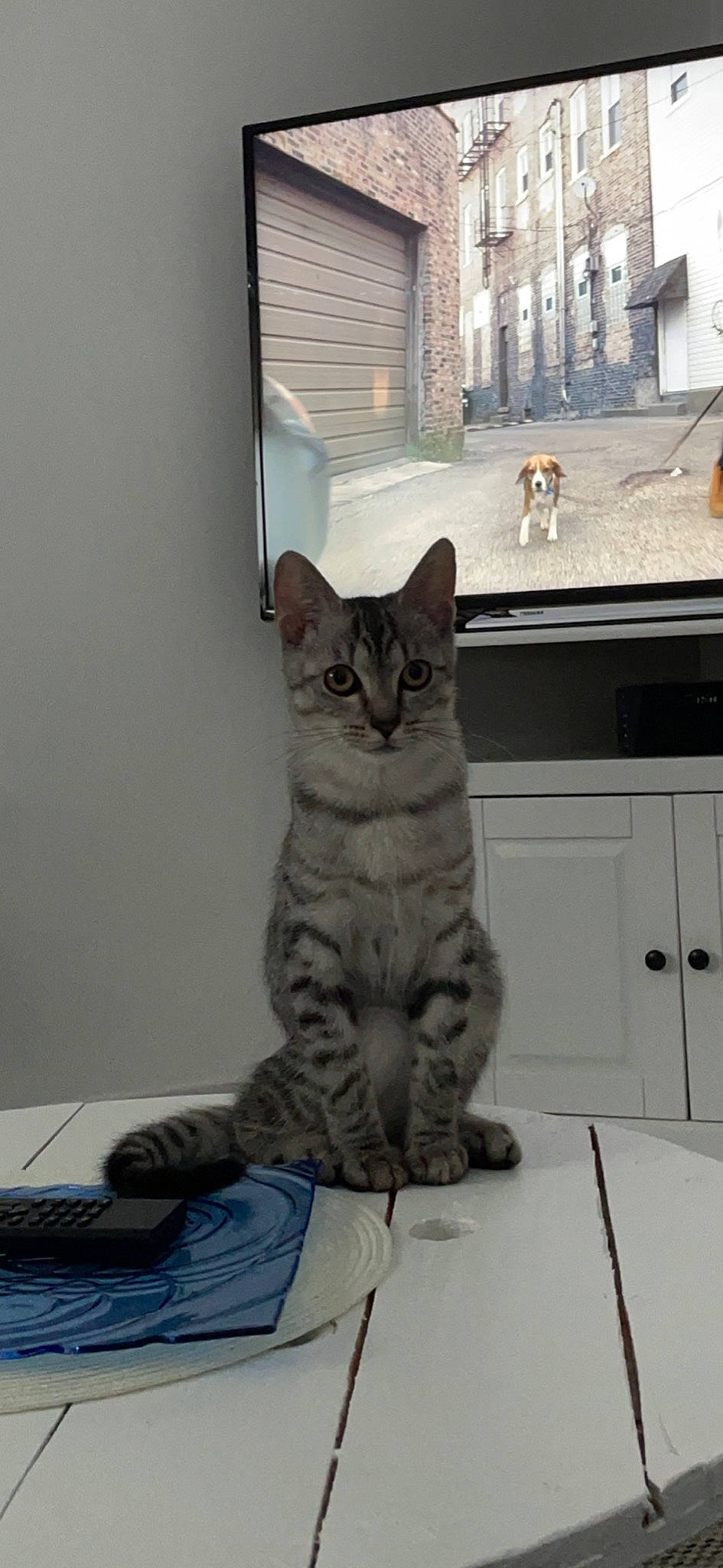 Tigrou participe au concours pour gagner de l'argent avec cette photo : building, cabinetry, carnivore, cat, domestic_short_haired_cat, door, drawer, felidae, flooring, fur, grey, hardwood, paw, sitting, small_to_medium_sized_cats, snout, tail, whiskers, window, wood