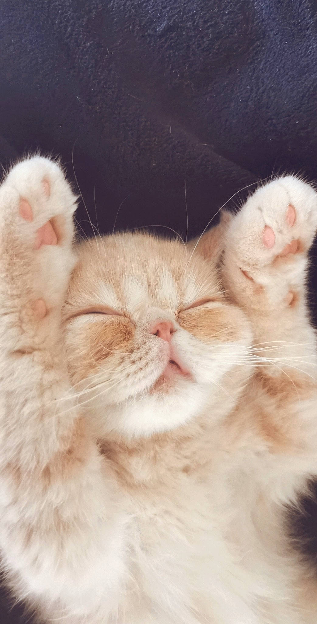 Saiko participe au concours pour gagner de l'argent avec cette photo : carnivore, cat, claw, comfort, domestic_short_haired_cat, ear, fawn, felidae, foot, fur, gesture, love, nap, paw, sleep, small_to_medium_sized_cats, snout, tail, whiskers, wool