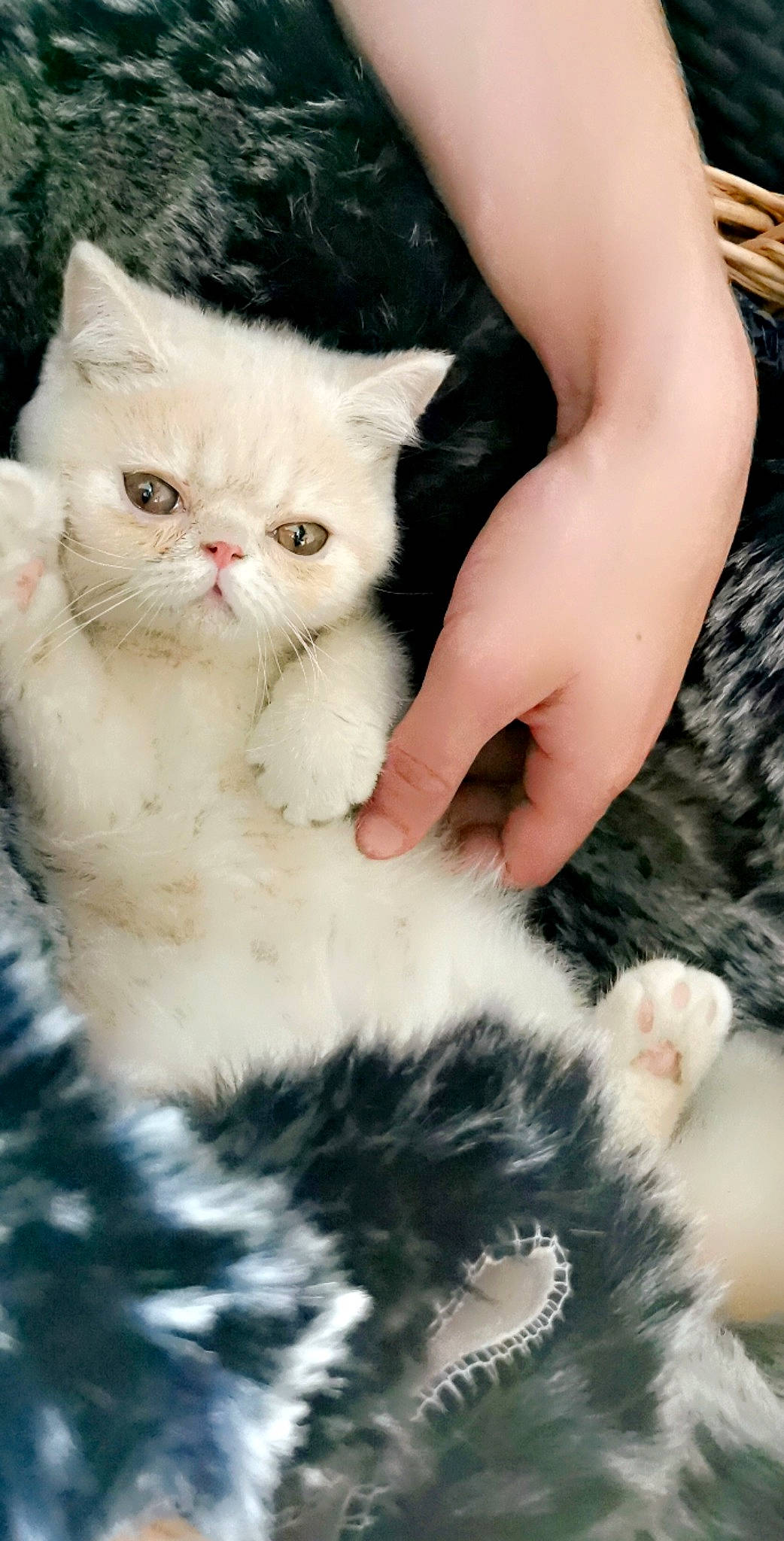 Saiko a rejoint le concours — aidez-le/la à gagner de superbes lots ! carnivore, cat, claw, comfort, domestic_short_haired_cat, fawn, felidae, foot, fur, gesture, grass, nail, paw, plant, small_to_medium_sized_cats, snout, tail, tree, whiskers