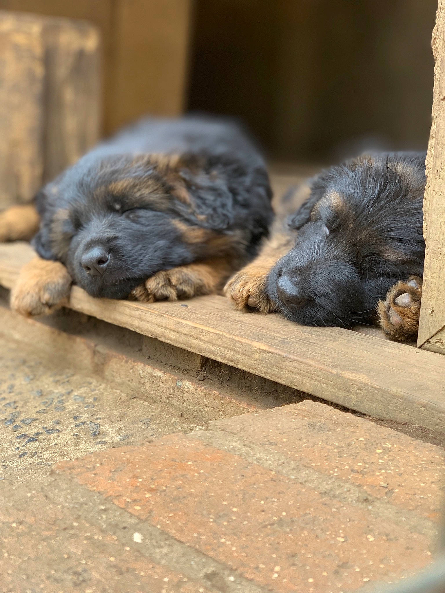 Puppies joined the competition — help win amazing prizes! canidae, carnivore, dog, dog_breed, fawn, mammal, puppy, snout, sporting_group, street_dog, vertebrate