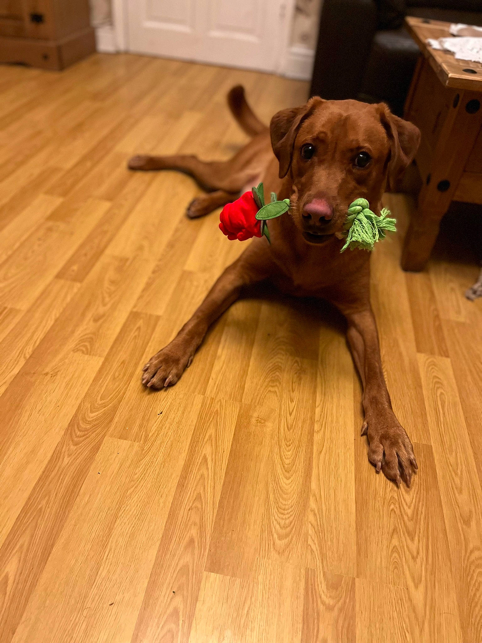 Marley joined the competition — help win amazing prizes! carnivore, collar, companion_dog, dog, dog_breed, dog_collar, fawn, floor, flooring, hardwood, laminate_flooring, liver, pet_supply, plank, tail, varnish, wood, wood_flooring, wood_stain, working_animal