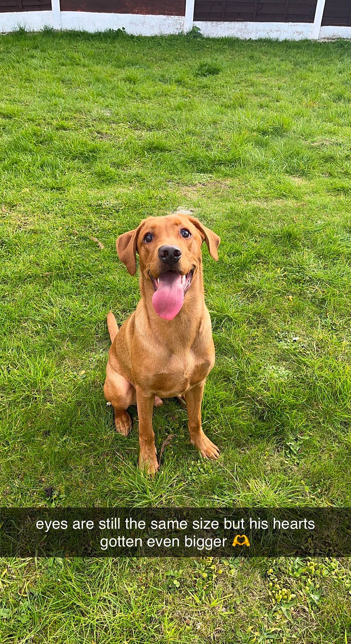 Marley is registered to the contest to win money with this photo: canidae, carnivore, collar, companion_dog, dog, dog_breed, dog_collar, fawn, grass, grassland, groundcover, guard_dog, gun_dog, liver, pasture, prairie, snout, tail, working_animal, working_dog