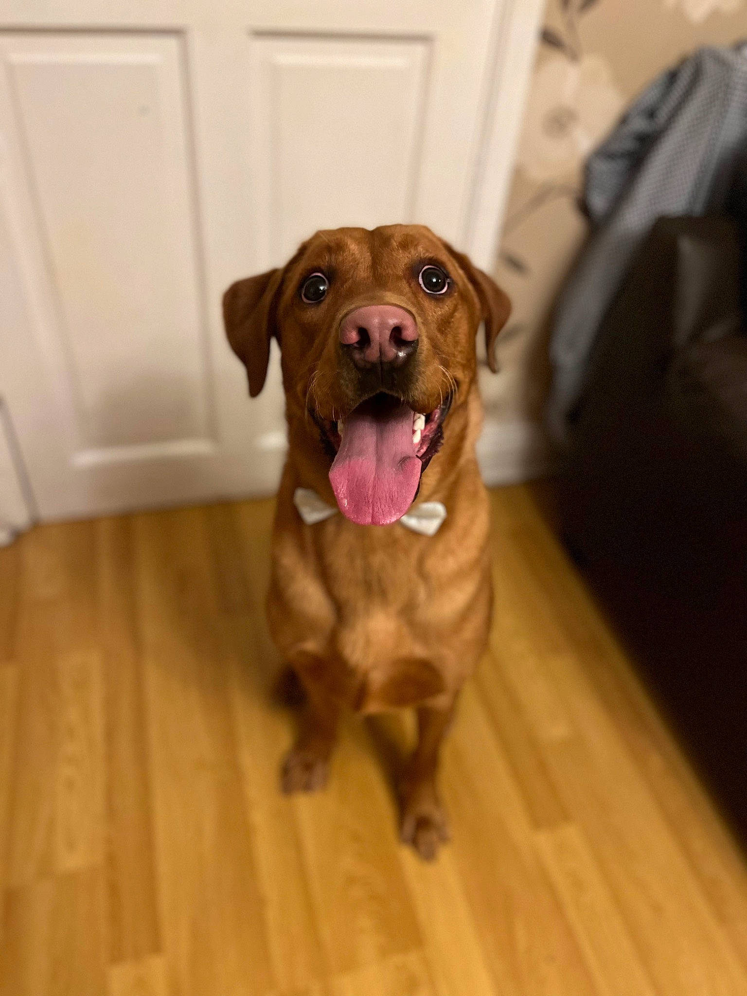 Marley is registered to the contest to win money with this photo: carnivore, companion_dog, dog, dog_breed, dog_collar, door, fawn, floor, flooring, fur, hardwood, liver, luggage_and_bags, plank, snout, sporting_group, varnish, wood, wood_flooring, working_animal