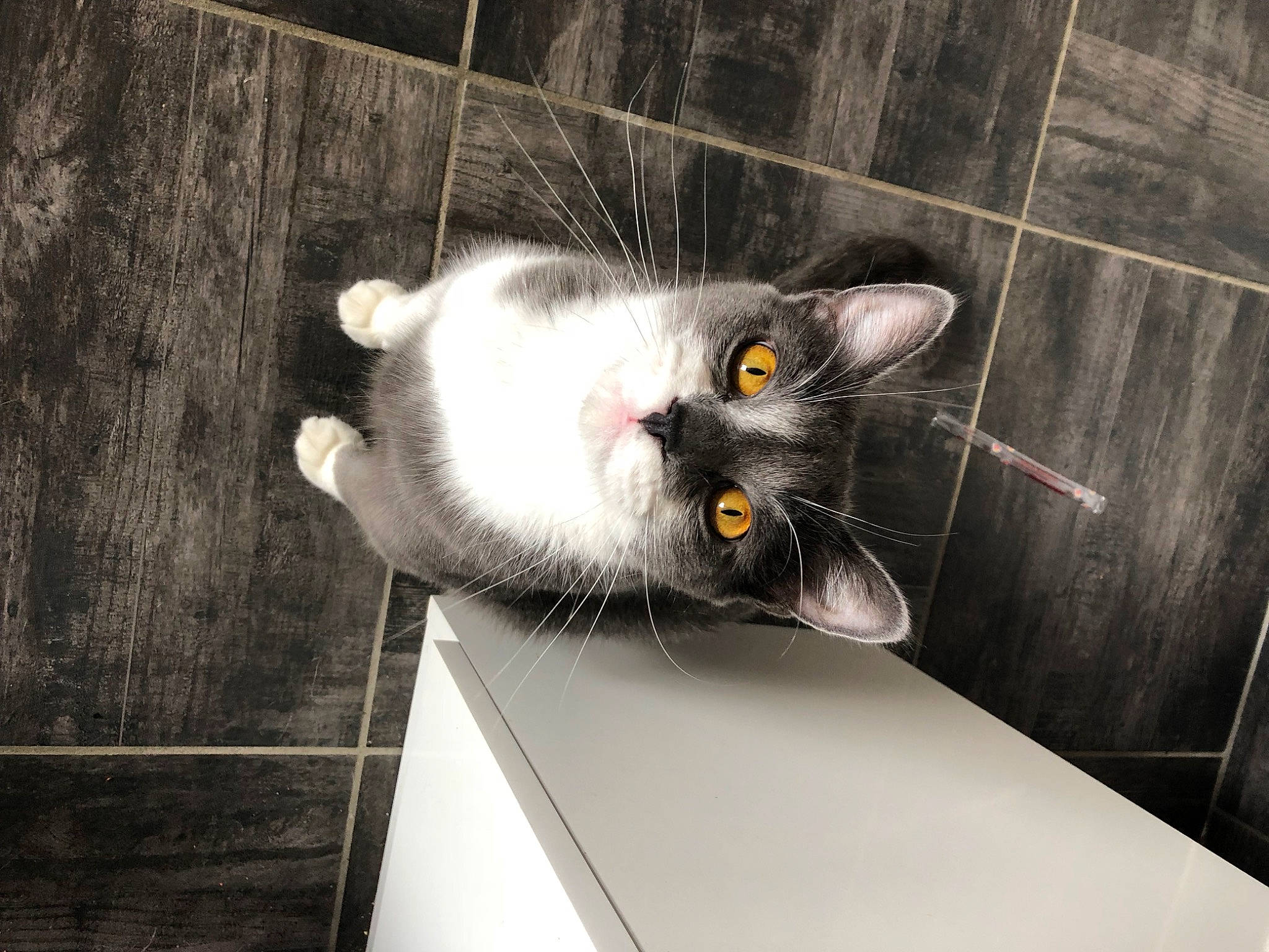 Malibu participe au concours pour gagner de l'argent avec cette photo : carnivore, cat, domestic_short_haired_cat, felidae, flooring, fur, grey, paw, rectangle, small_to_medium_sized_cats, snout, tail, tile, whiskers, wood