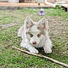 Nougat a rejoint le concours — aidez-le/la à gagner de superbes lots ! puppy, dog, fluffy, white_fur, blue_eyes, pointed_ears, lying_down, grass, garden, outdoors, stick, toy, animal, pet, portrait, close_up, focused, natural_light, backyard, cute