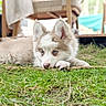 dog, puppy, husky, siberian_husky, fluffy, blue_eyes, lying_down, grass, outdoor, backyard, pet, canine, fur, ears, paws, portrait, close_up, greenery, chairs, daylight