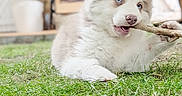 Nougat participe au concours pour gagner de l'argent avec cette photo : puppy, dog, white_fur, blue_eyes, fluffy, siberian_husky, stick, chewing, grass, outdoor, garden, lying_down, playful, cute, animal, portrait, long_fur, canine, daylight, backyard