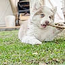 puppy, dog, white_fur, blue_eyes, fluffy, siberian_husky, stick, chewing, grass, outdoor, garden, lying_down, playful, cute, animal, portrait, long_fur, canine, daylight, backyard
