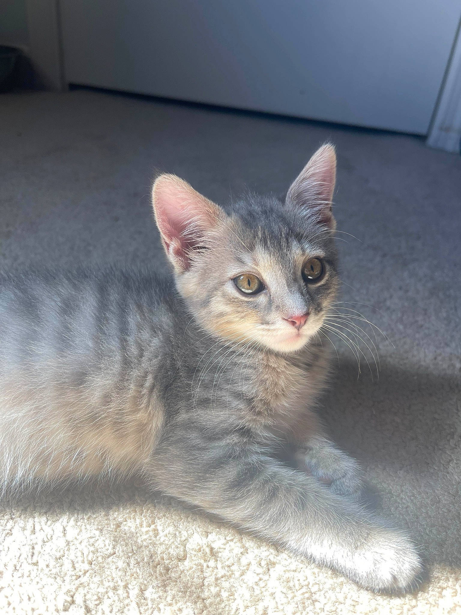 Pepper is registered to the contest to win money with this photo: carnivore, cat, cat_furniture, cat_toy, claw, comfort, domestic_short_haired_cat, eye, fawn, felidae, fur, head, paw, sitting, small_to_medium_sized_cats, snout, tail, terrestrial_animal, whiskers, window