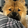 Myla is registered to the contest to win money with this photo: animal, black_nose, blanket, brown, closeup, cozy, cute, dog, ears, eyes, face, fluffy, fur, indoor, nose, pet, plaid, puppy, resting, soft