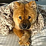 animal, bed, blanket, brown, companion, cozy, crossed_paws, cute, dog, domestic, fur, fur_texture, indoor, leopard_print, looking, paws, pet, resting, snuggled, soft