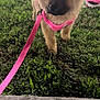 Myla joined the competition — help win amazing prizes! animal, canine, closeup, collapsible_bowl, curious, cute, dog, fluffy, grass, greenery, leash, night, outdoor, pet, pink_harness, pink_leash, puppy, walking, water_bowl, young_dog