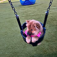 Myla is registered to the contest to win money with this photo: animal, chain, cute, daytime, dog, fun, furry, grass, leisure, outdoor, park, pet, pet_accessory, pink_harness, play_area, playground, puppy, seat, swing, young_dog