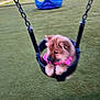 animal, chain, cute, daytime, dog, fun, furry, grass, leisure, outdoor, park, pet, pet_accessory, pink_harness, play_area, playground, puppy, seat, swing, young_dog