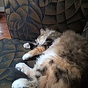 Duderella is registered to the contest to win money with this photo: animal, cat, comfortable, couch, cozy, cute, domestic_cat, feline, fluffy, fur, home, indoor, patterned_fabric, paw, pet, relaxed, resting, sleeping, tabby, whiskers