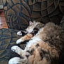 animal, cat, comfortable, couch, cozy, cute, domestic_cat, feline, fluffy, fur, home, indoor, patterned_fabric, paw, pet, relaxed, resting, sleeping, tabby, whiskers