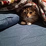 animal, bed, blanket, blue_bedspread, cat, comfort, cozy, cute, domestic, feline, fur, indoor, patterned_blanket, paws, pet, relaxed, resting, snug, soft, whiskers