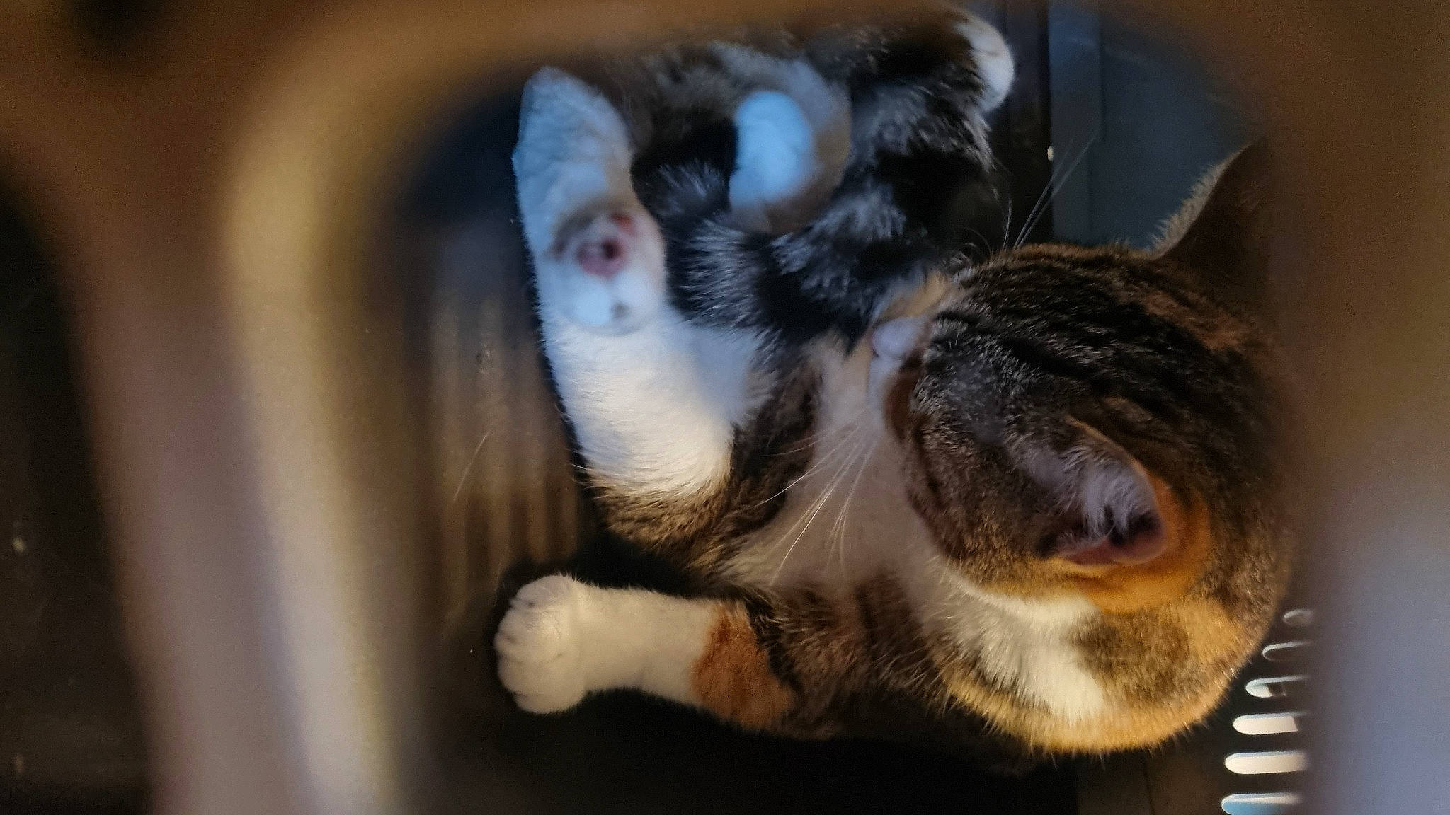 Neptune participe au concours pour gagner de l'argent avec cette photo : animal_shelter, carnivore, cat, claw, comfort, dog_breed, domestic_short_haired_cat, ear, fawn, felidae, foot, fur, paw, small_to_medium_sized_cats, snout, sporting_group, tail, toe, whiskers, wildlife