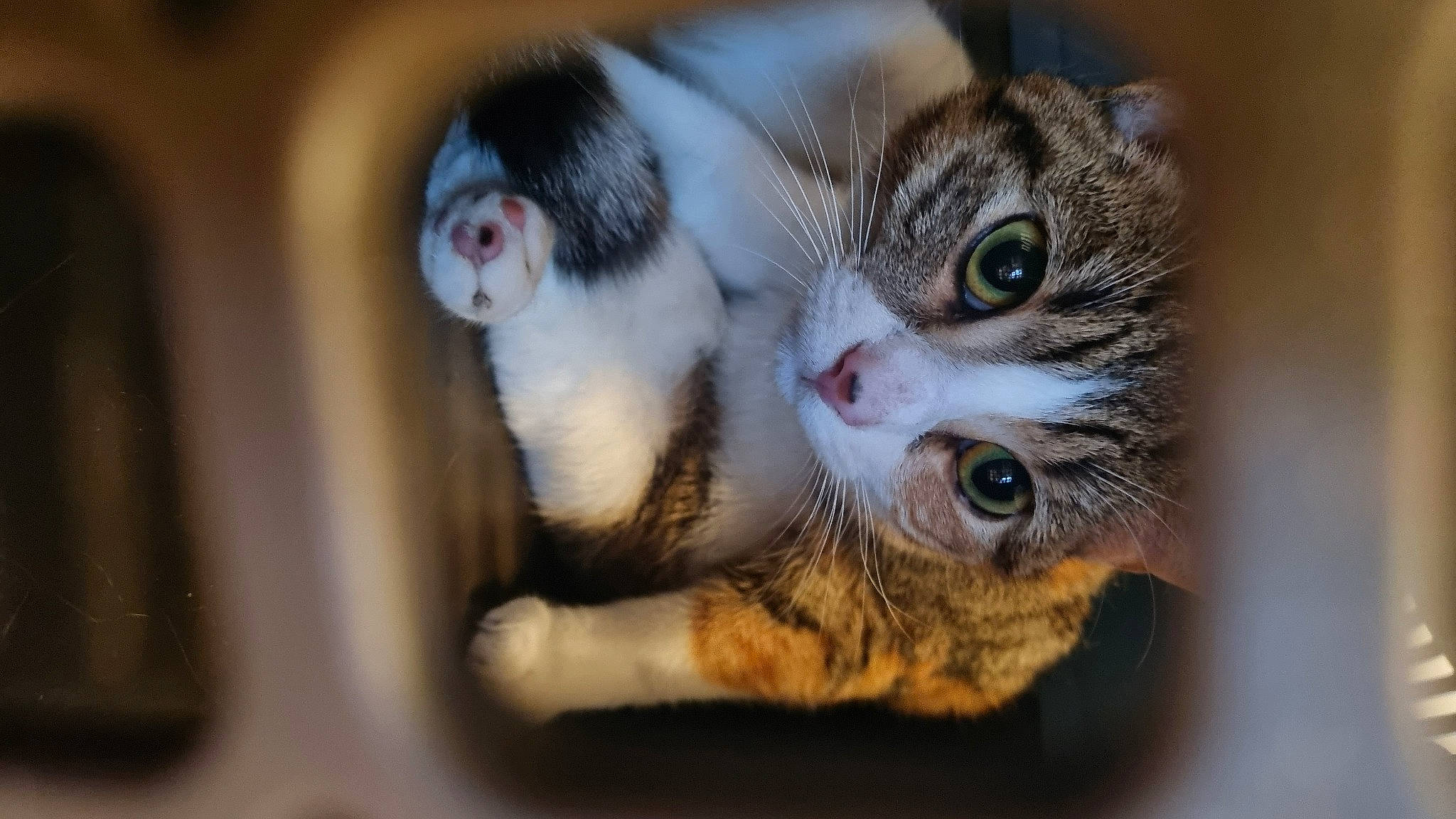 Neptune a rejoint le concours — aidez-le/la à gagner de superbes lots ! carnivore, cat, claw, domestic_short_haired_cat, ear, eyelash, fawn, felidae, fur, macro_photography, paw, small_to_medium_sized_cats, snout, terrestrial_animal, whiskers, wildlife