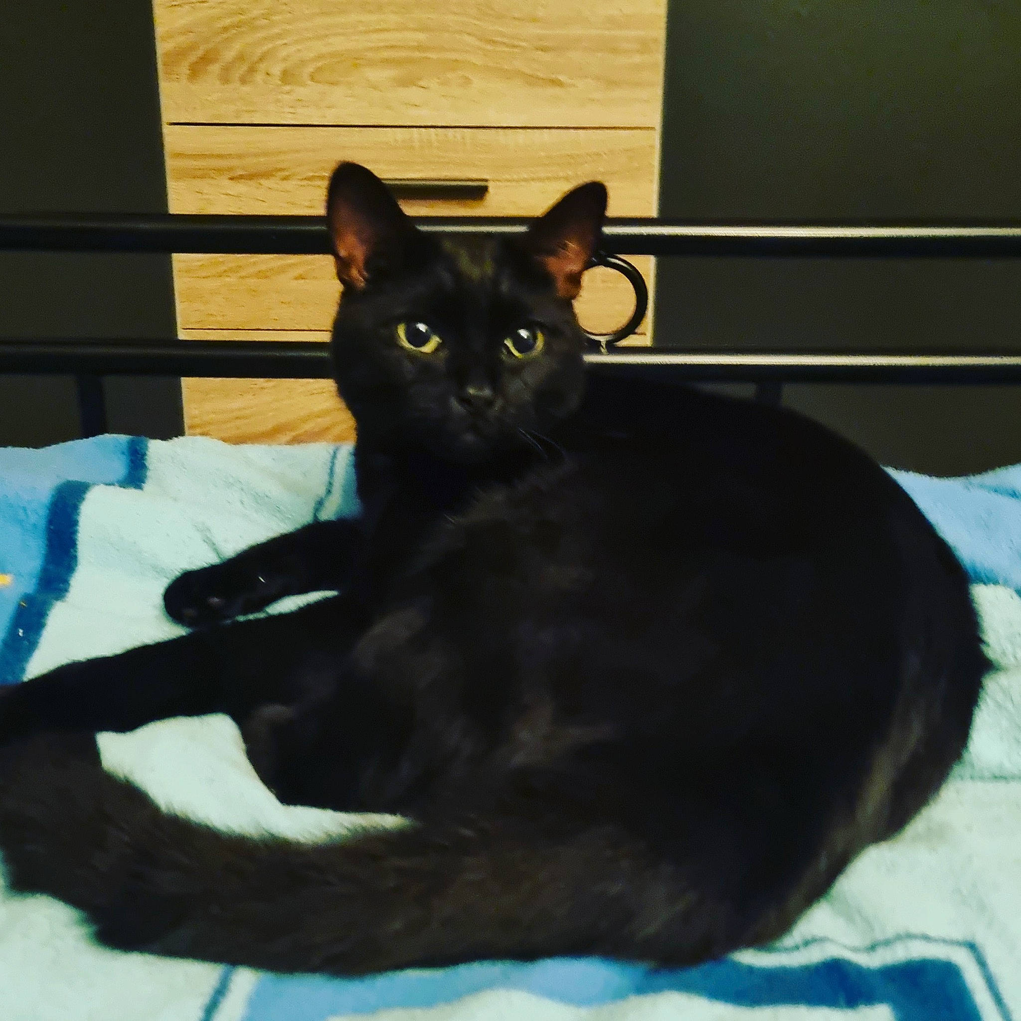 Galaxy a rejoint le concours — aidez-le/la à gagner de superbes lots ! black_cat, bombay, carnivore, cat, comfort, domestic_short_haired_cat, ear, eye, felidae, fur, havana_brown, room, sitting, small_to_medium_sized_cats, snout, tail, whiskers, window