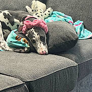 Kylee is registered to the contest to win money with this photo: animal, blanket, comfort, companion, couch, cozy, dog, ears, grey_fabric, home, indoor, laying_down, paws, pet_accessory, pink_headband, plush_toy, relaxed, resting, snout, spotted_dog