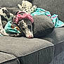 animal, blanket, comfort, companion, couch, cozy, dog, ears, grey_fabric, home, indoor, laying_down, paws, pet_accessory, pink_headband, plush_toy, relaxed, resting, snout, spotted_dog