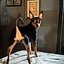 animal, bed, blanket, canine, cozy, curious, dog, domestic, ears, fur, home, indoor, looking_back, pet, room, shadow, soft_surface, standing, tail, wall_art