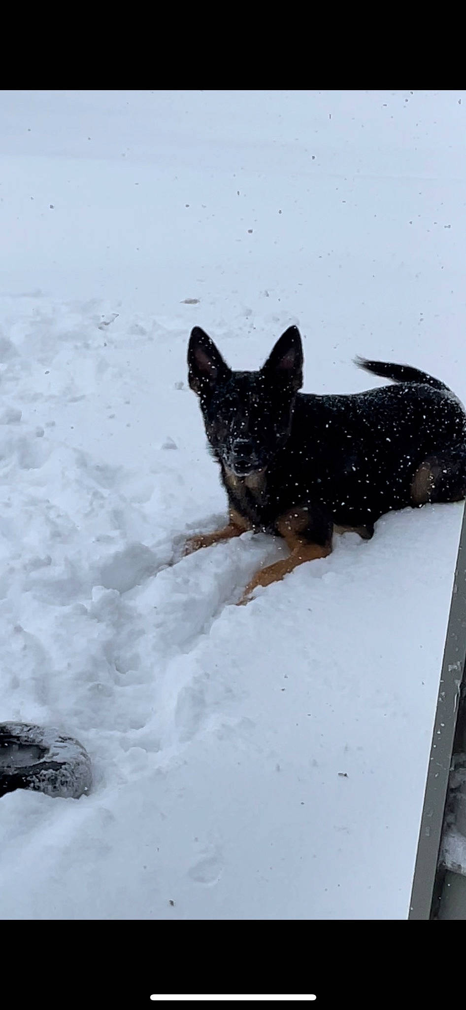 Milo is registered to the contest to win money with this photo: canidae, carnivore, dog, dog_breed, fawn, freezing, fur, liver, non_sporting_group, snout, snow, sporting_group, tail, terrestrial_animal, toy_dog, winter, working_animal, working_dog