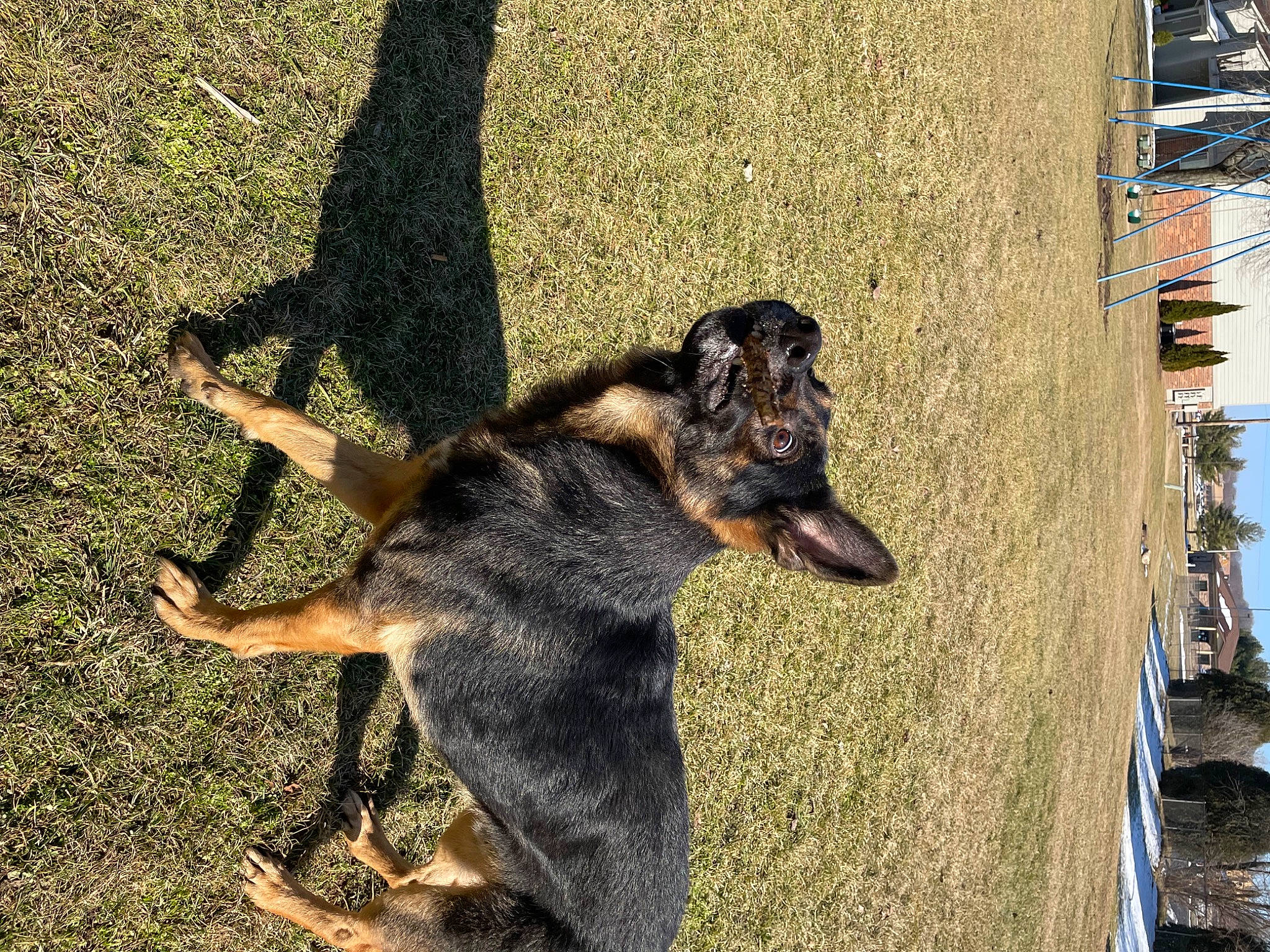 Milo joined the competition — help win amazing prizes! canidae, carnivore, companion_dog, dog, dog_breed, east_european_shepherd, fur, grass, guard_dog, herding_dog, hunting_dog, old_german_shepherd_dog, paw, sky, snout, sporting_group, street_dog, tail, working_animal, working_dog